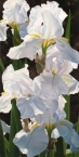Enchanting Irises